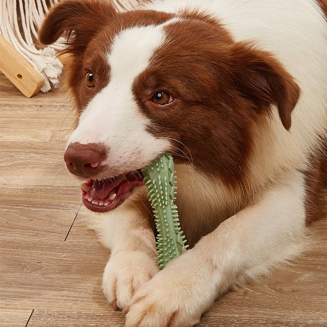 Dog Teeth Cleaning Chew Toy Hover Image