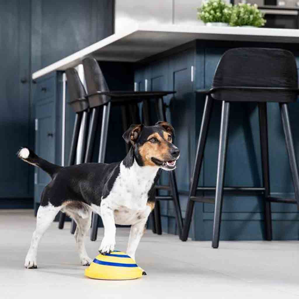 Dog Sounding Disc Toy