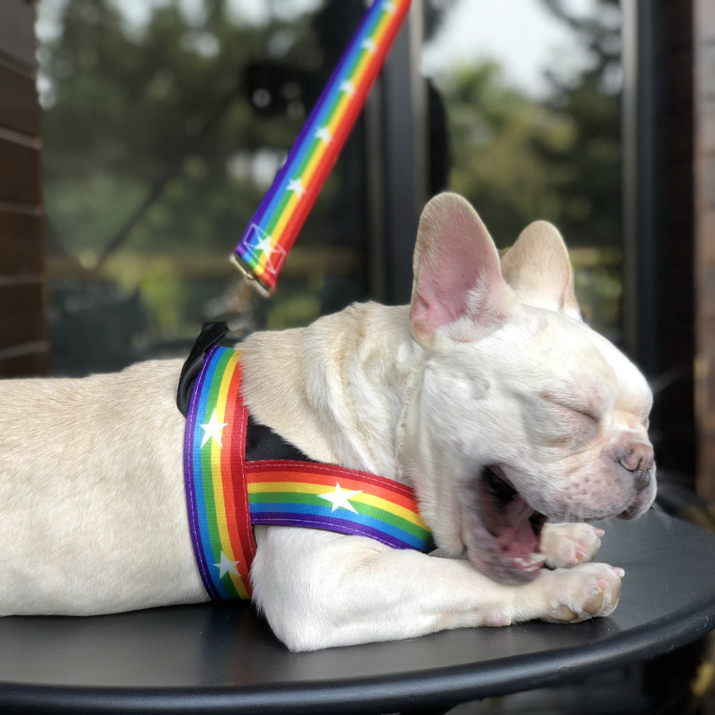 Rainbow Dog Leash & Harness