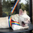 Rainbow Dog Leash & Harness