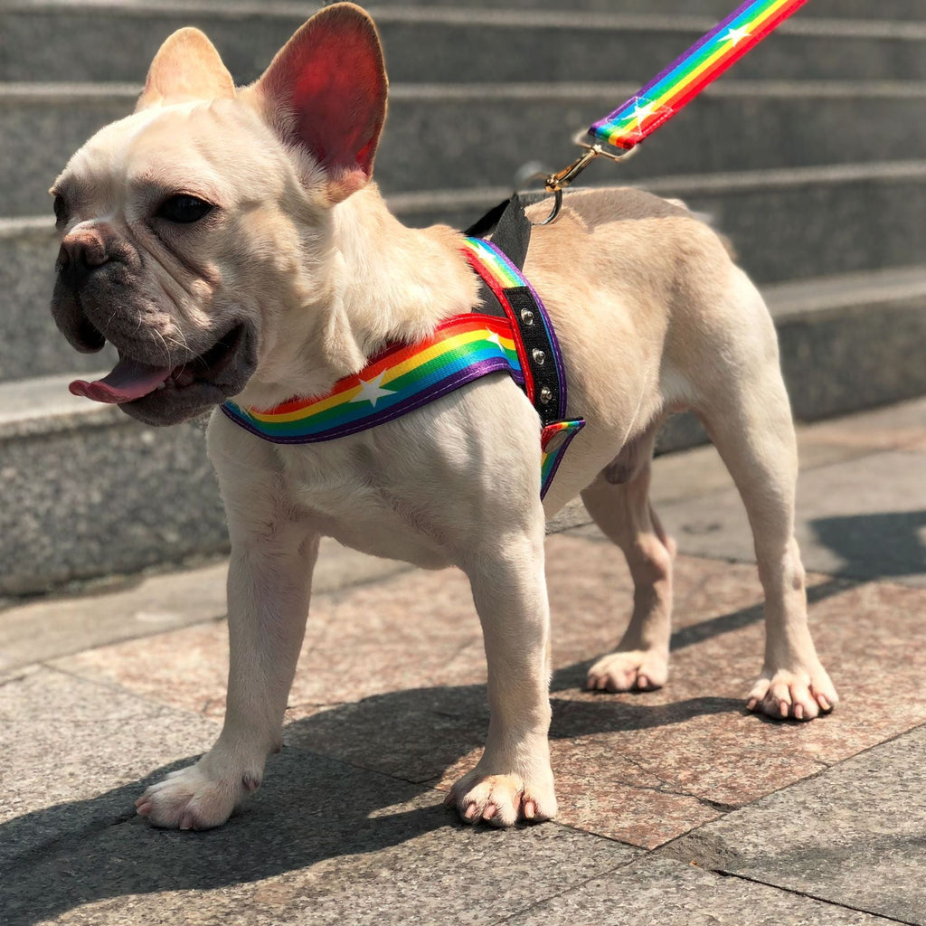 Rainbow Dog Leash & Harness