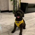 Dog Leash and Harness
