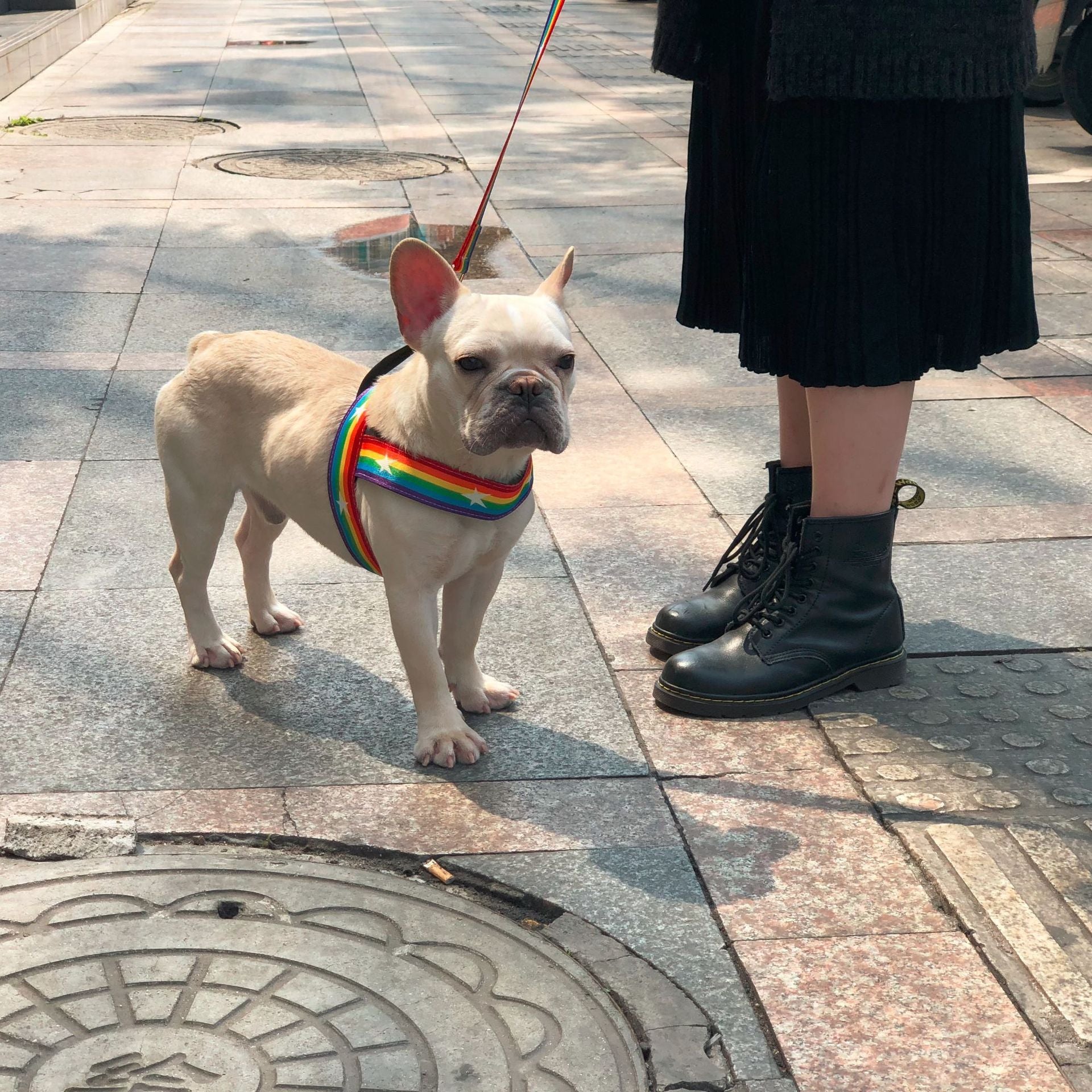 Rainbow Dog Leash & Harness