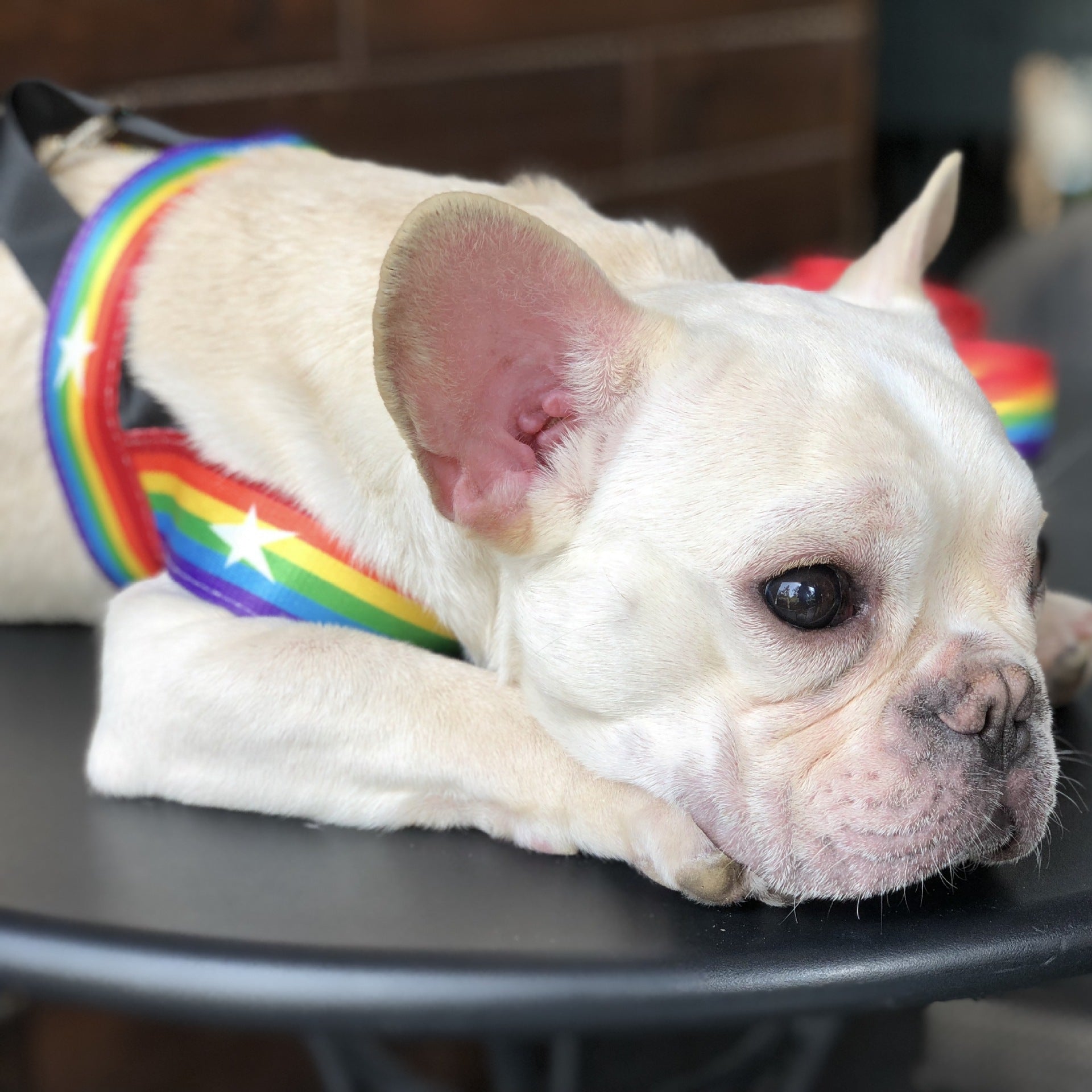 Rainbow Dog Leash & Harness