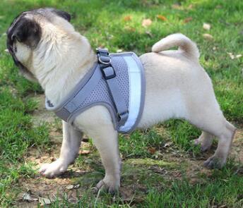 Dog Harness And Leash Set Hover Image