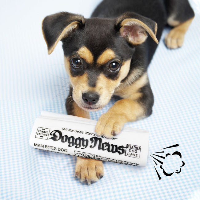 Squeaky Pet Dog Toy Newspaper Chew Training Toys Hover Image