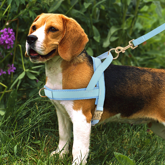 Personalized Dog Harness Leash Set Hover Image
