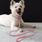 Dog Collar Dog Leash1