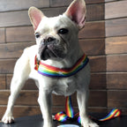 Rainbow Dog Leash & Harness