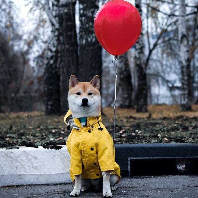Dog Raincoat Pet Clothes Dog Clothes Rain Water Hover Image