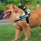 Simple Pet Chest Strap Harness and Leash Set