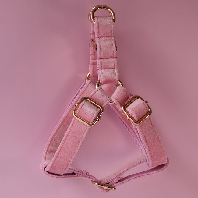 Pet Chest Harness and Leash Dog Collar and Leash Set Hover Image