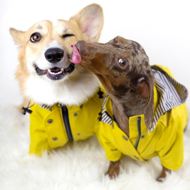 Dog Raincoat Pet Clothes Dog Clothes Rain Water Main Image