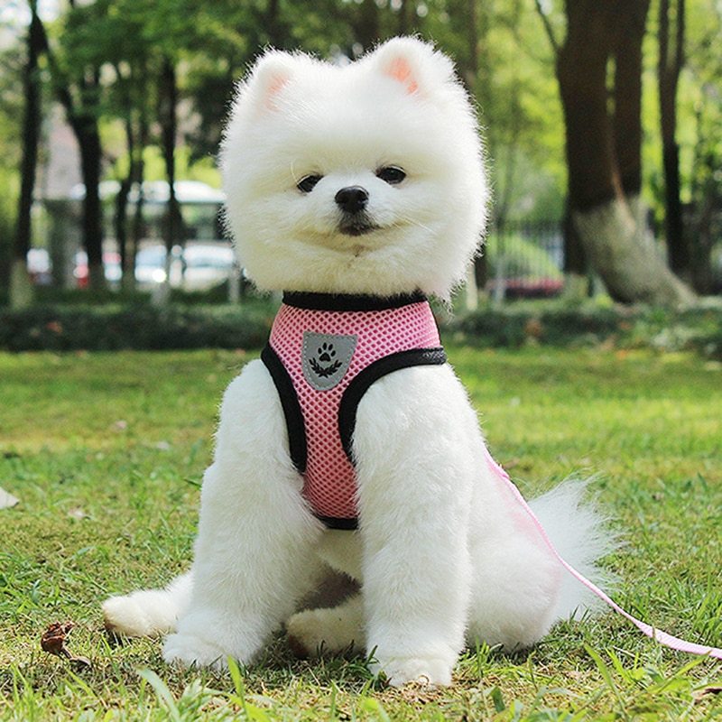 Pet Car Seat Belt Harness & Leash