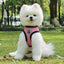 Pet Car Seat Belt Harness & Leash