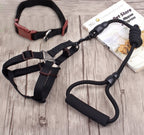 Dog Collar and Leash