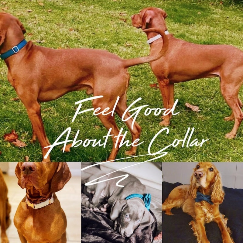 Multiple Color Velvet Dog Collar