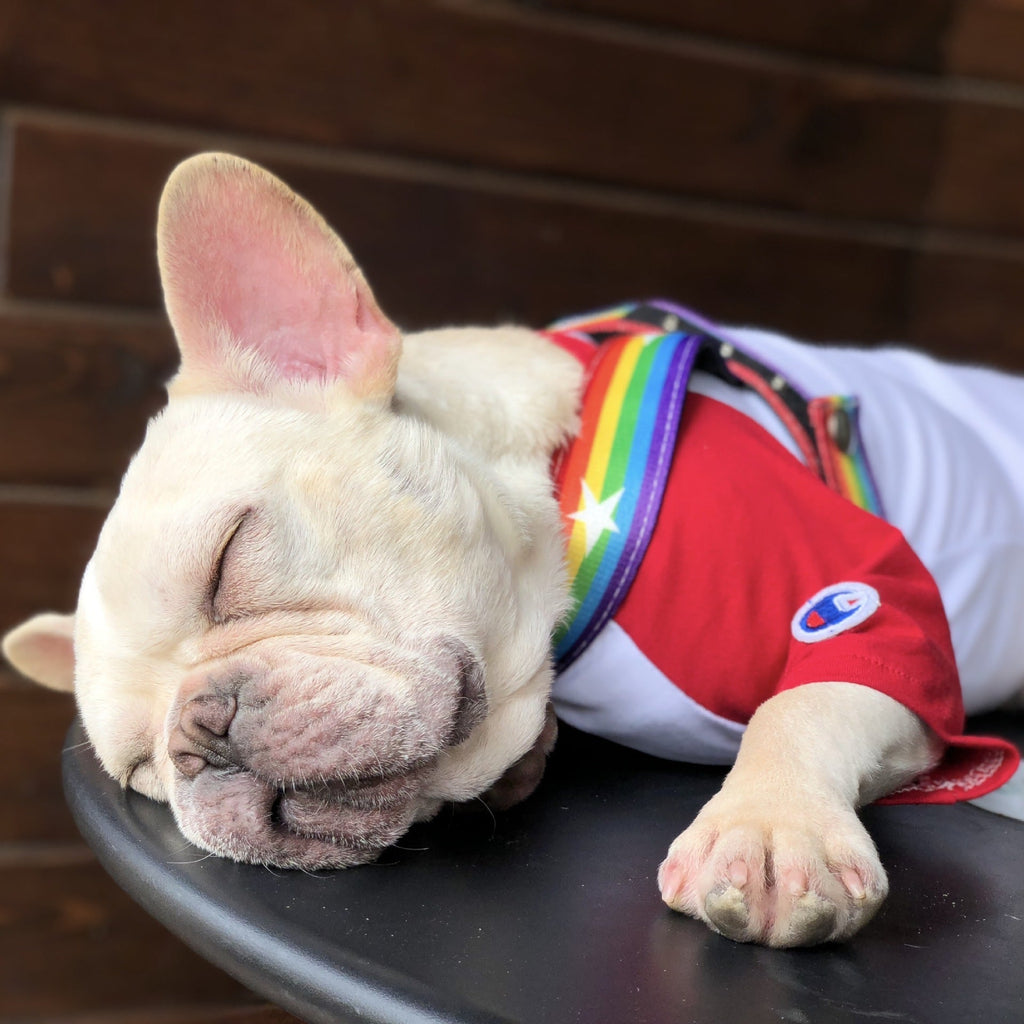 Rainbow Dog Leash & Harness