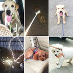 Pet Leash and Collar Set