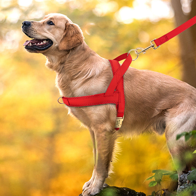 Personalized Dog Harness Leash Set Main Image