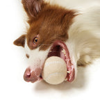 Pet Tennis Toys Outdoor Interactive Tennis Dog Toys