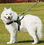 Pet Leash Dog Chest harness Dog leash