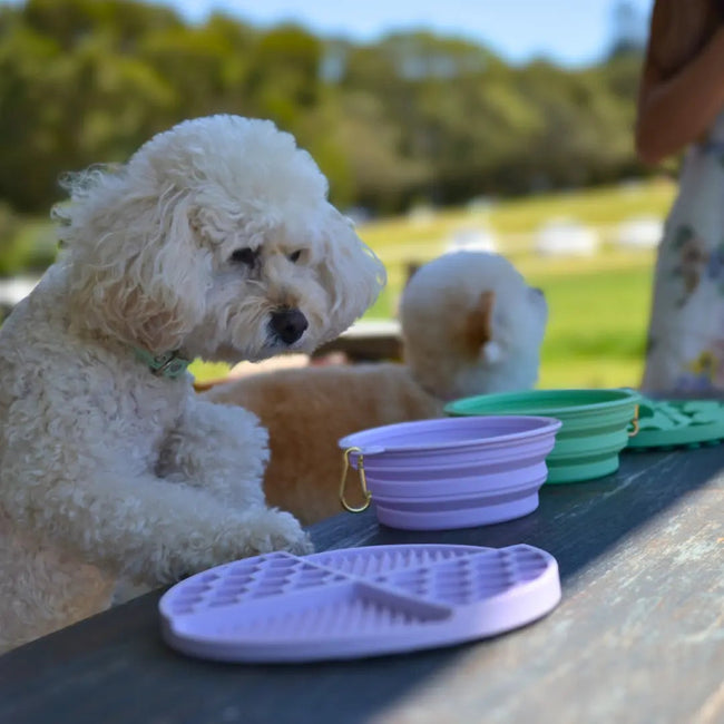 DOGUE Slow Feeder Puzzle Main Image