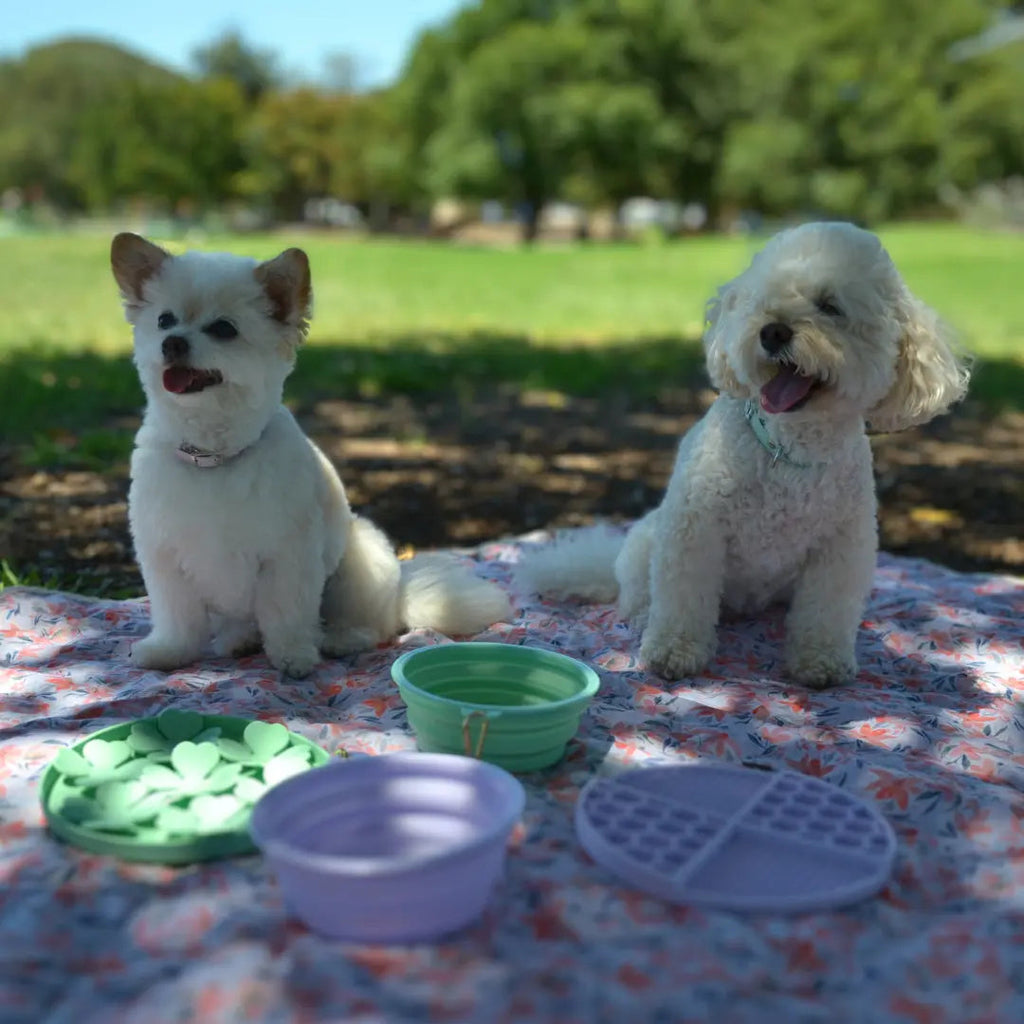 DOGUE Slow Feeder Puzzle