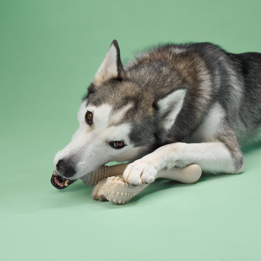 BetterBone MEDIUM Durability CHEW TOY: Perfect Chew for Everyday Chewers | Natural Ingredients, Eco-Friendly, Non-Toxic