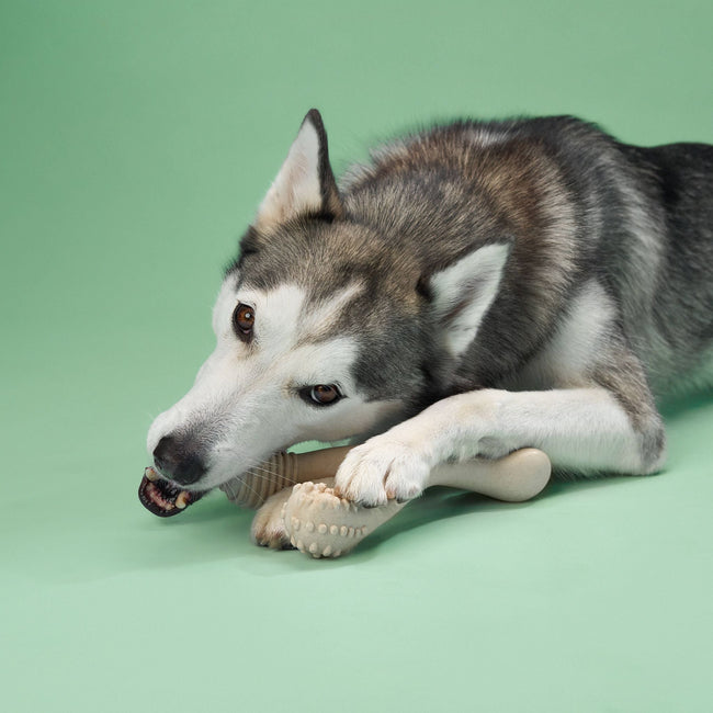 BetterBone MEDIUM Durability CHEW TOY: Perfect Chew for Everyday Chewers | Natural Ingredients, Eco-Friendly, Non-Toxic Main Image
