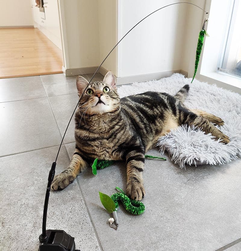 Replacement Worms (for Interactive Bird Simulation Cat Toy Set)